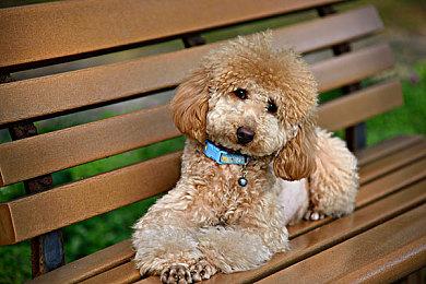 传言《霍格沃茨之遗》最终版明年推出 包含10-15小时新内容